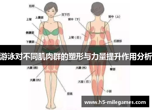 游泳对不同肌肉群的塑形与力量提升作用分析